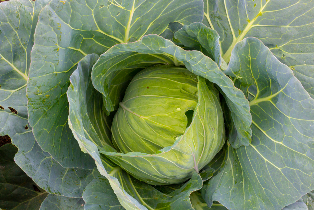 types of cabbage